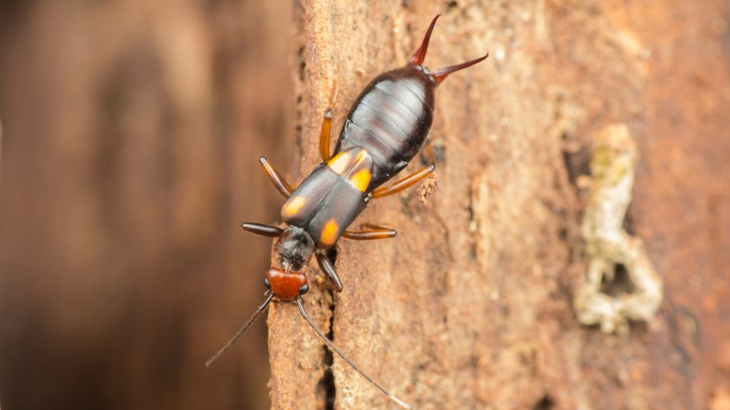Where Do Earwigs Come From