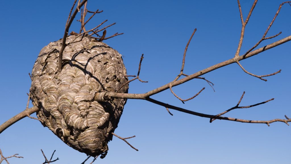 How To Get Rid of Hornets Nest? | A Complete Guide - Pest Samurai