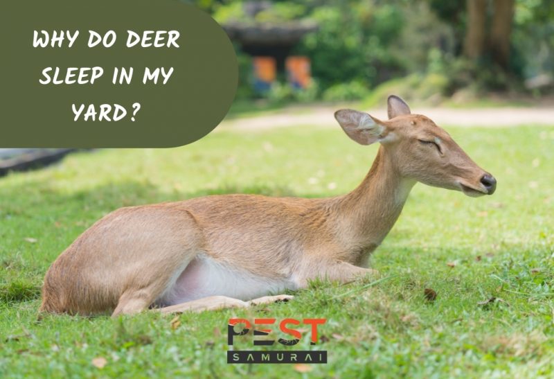 Why Do Deer Sleep in My Yard? | Information & Facts - Pest Samurai