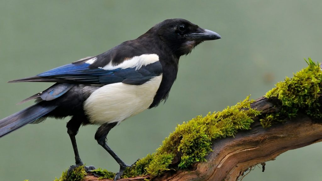 Hvorfor Kalles En Magpie En Magpie