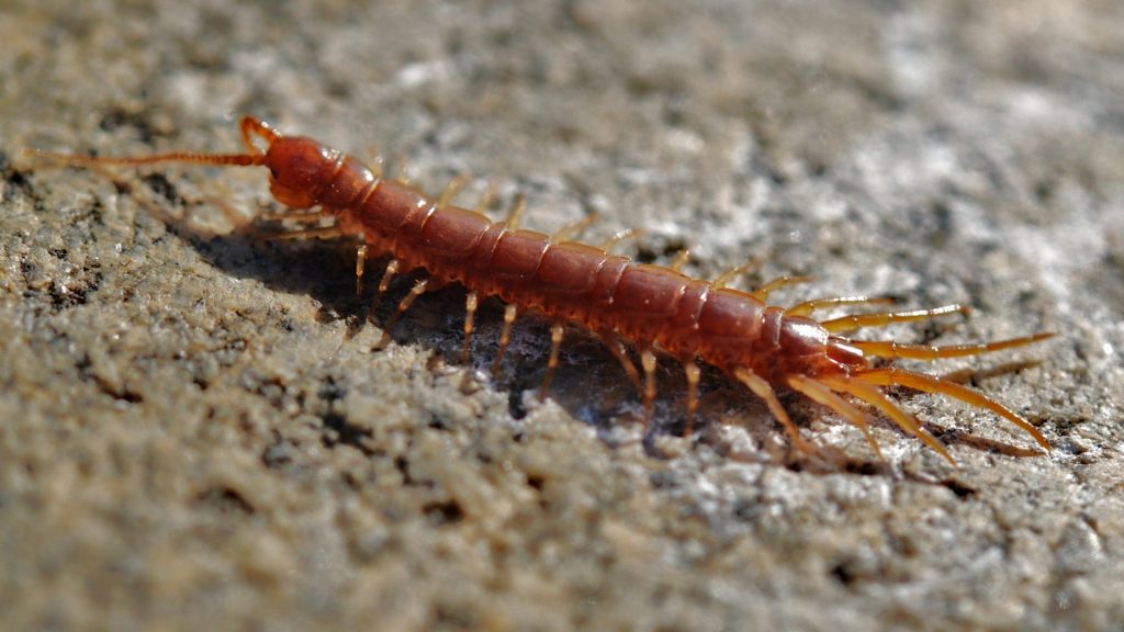 s Diatomaceous Earth Kill Centipedes