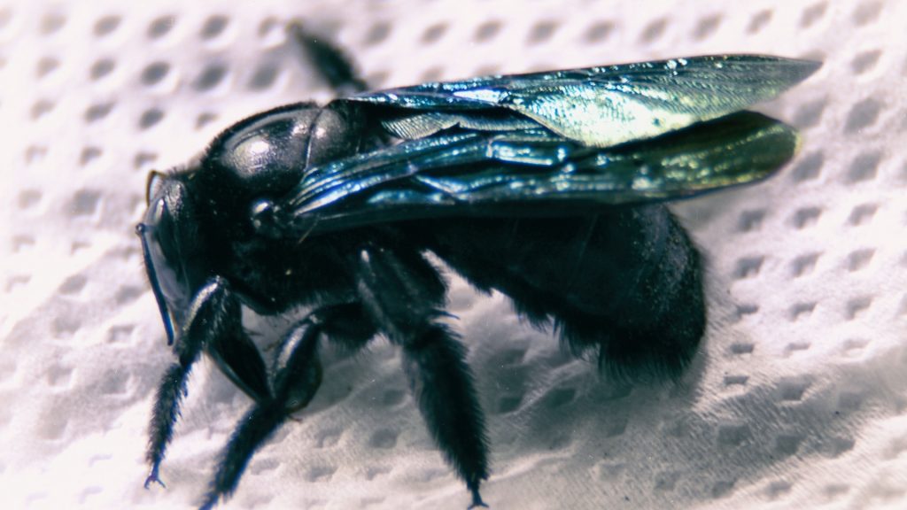 w To Get Rid of Carpenter Bees in Walls