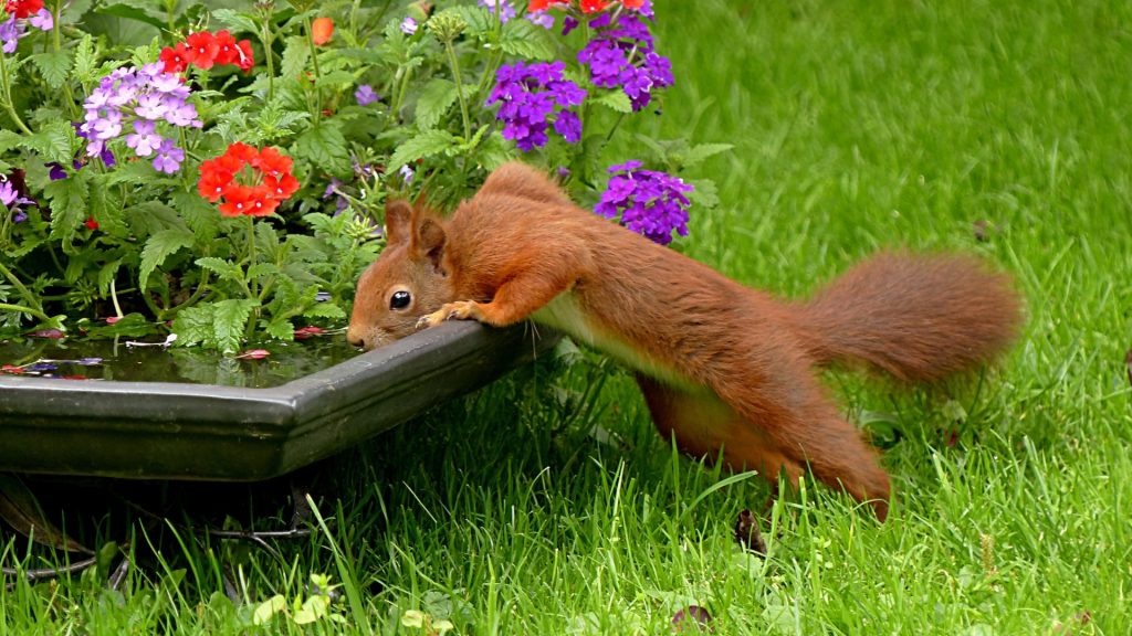10 Best Ways To Keep Animals Out of Garden Without Hurting Them