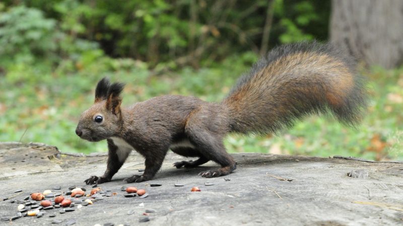 Abert's Squirrels