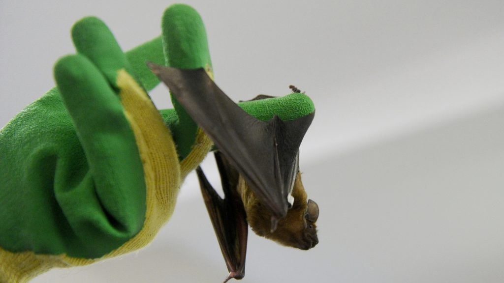 Are Bats Dangerous to Humans