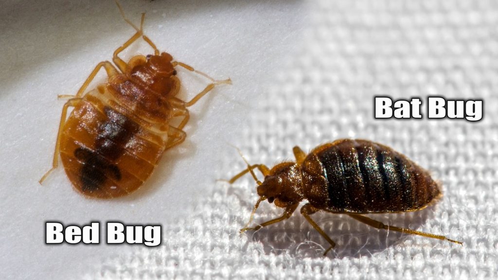 Bat Bug vs Bed Bug