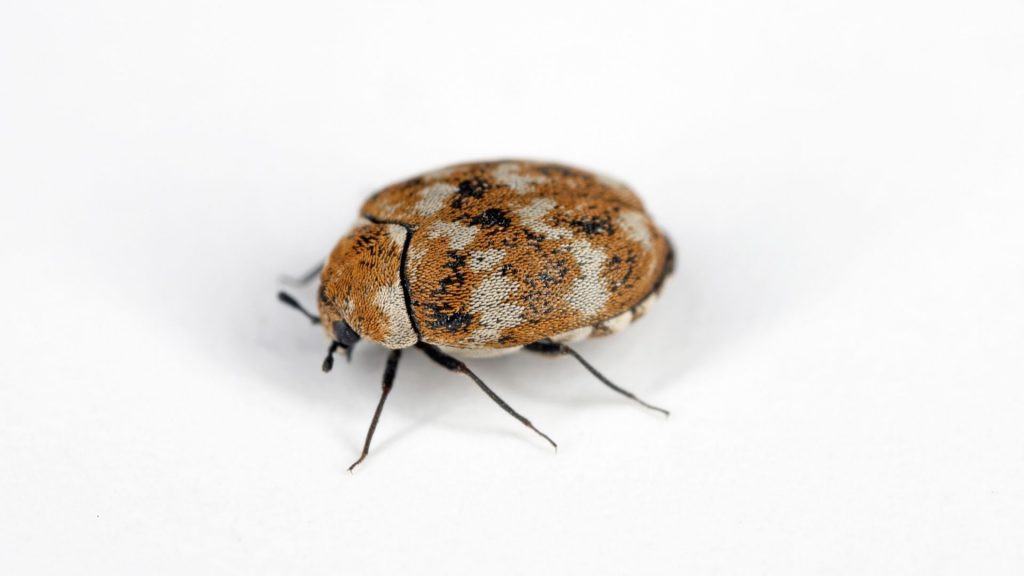 Beetles That Look Like Ticks
