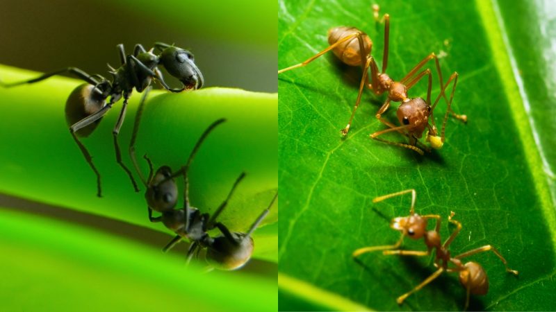 Black Ants vs. Red Ants