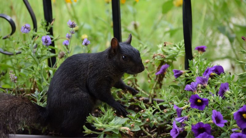 Black Squirrels