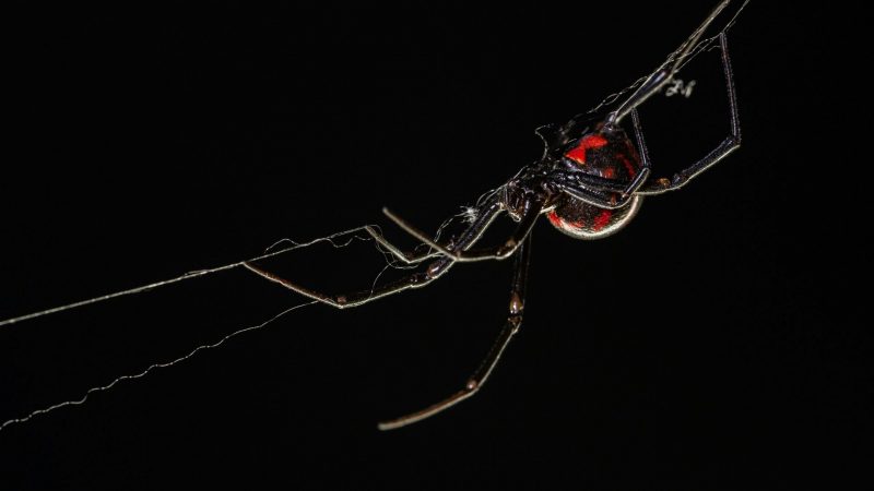 Black Widow Spiders