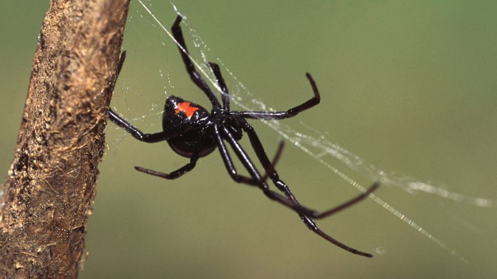 Black widow spider