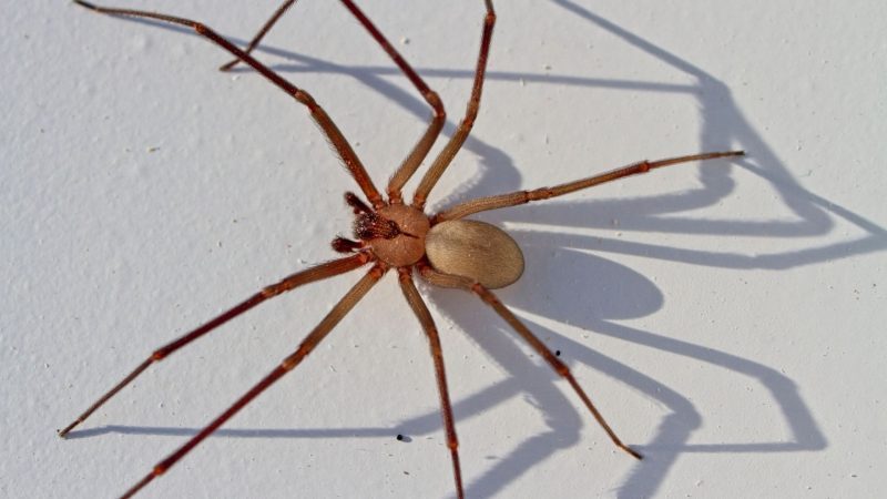 Brown Recluse