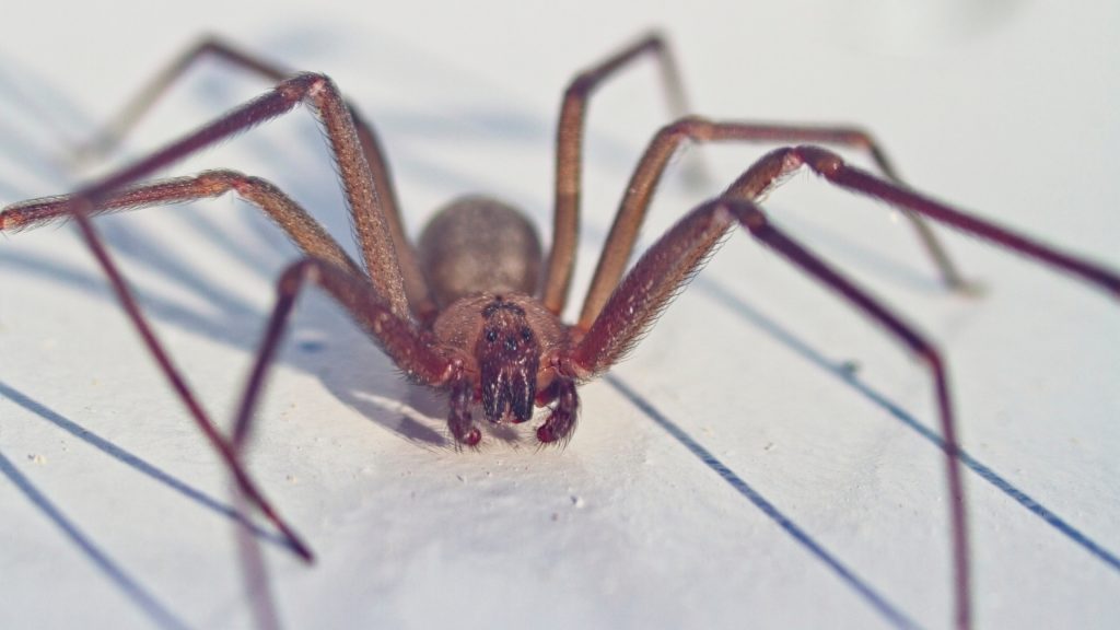 Brown Recluse