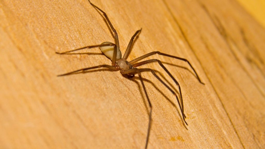 Brown recluse spider