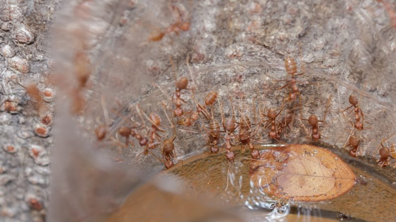 Can Ants Swim and Survive in Water