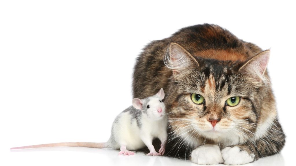 Can Cats Get Rabies from Rats
