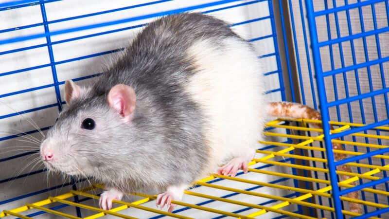 Can Rats Get Rabies