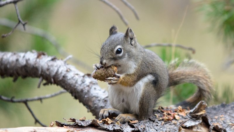 Collecting Food Supplies