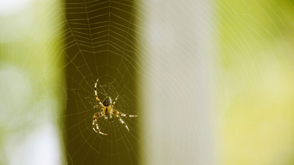Common Porch Spiders