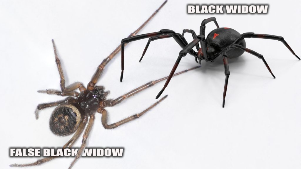 Difference Between Black Widow and False Widow