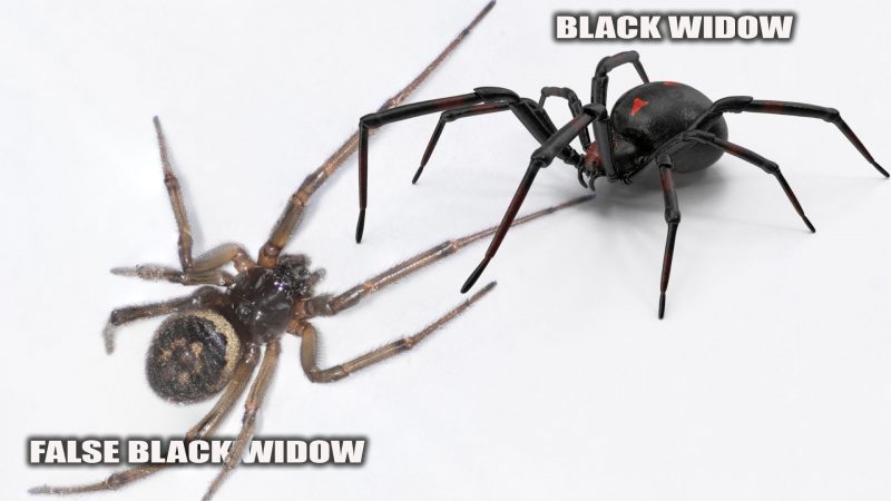 Difference Between Black Widow and False Widow