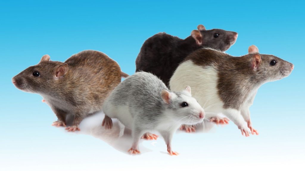 Do Rats Carry Rabies Information And Facts Pest Samurai
