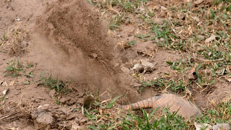 Do Armadillos Dig Holes