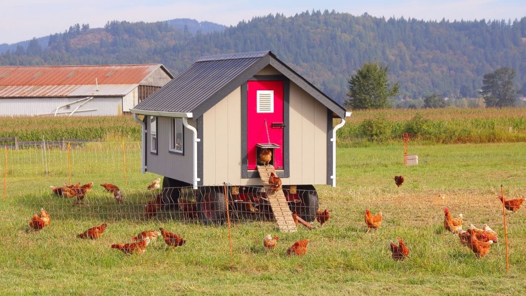 Do Chicken Coops Attract Skunks