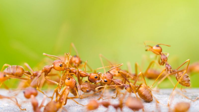 Do Dead Ants Attract More Ants