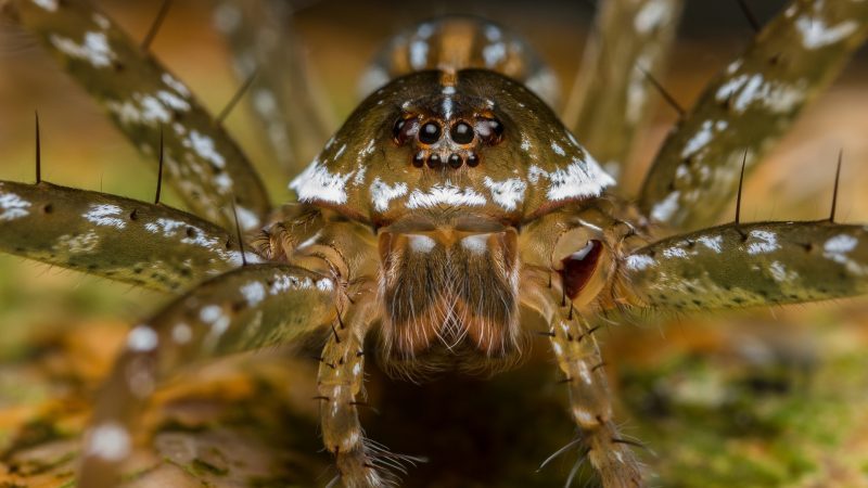 Do Jumping Spiders Bite