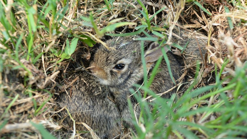  Los conejos Cavan Agujeros Para Tener Bebés o Para Hacer un Nido