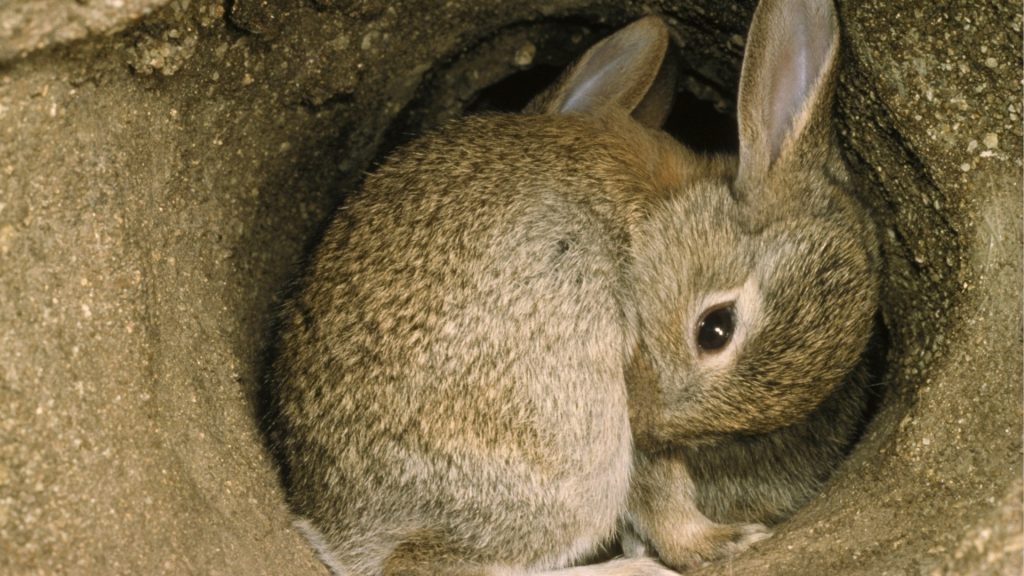 ウサギはトンネルを掘る