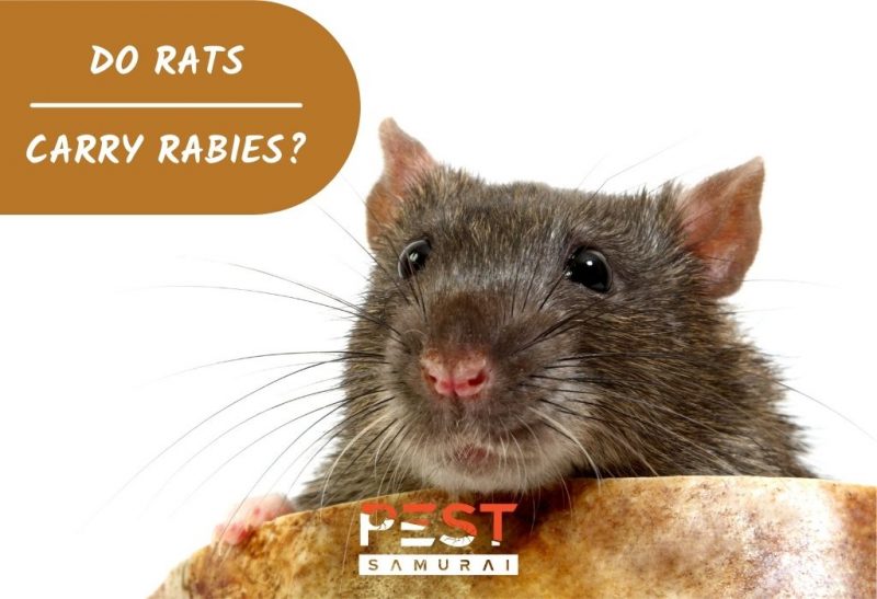 Do Rats Carry Rabies