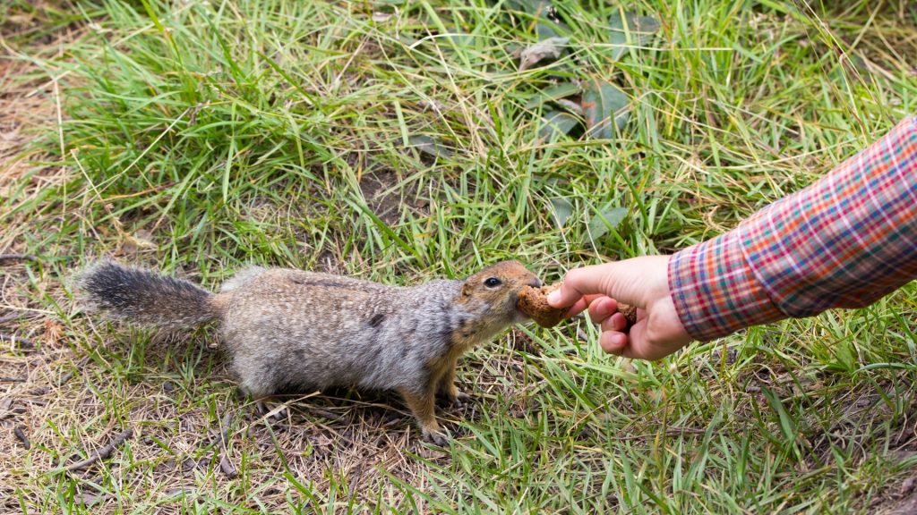 What to Do When a Squirrel Bites You? Information and Facts Pest