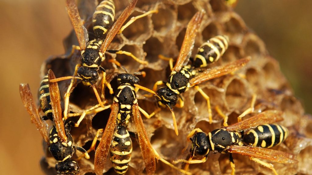 Do Wasps Make Honey