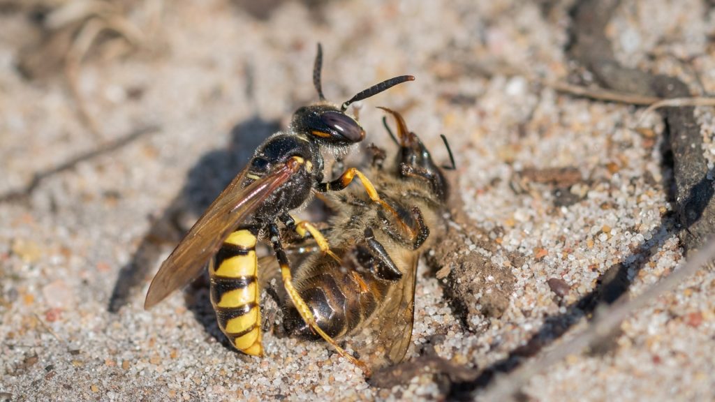 Do wasps kill honey bees