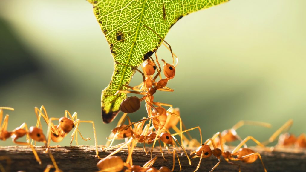 Does Sevin Dust Kill Ants