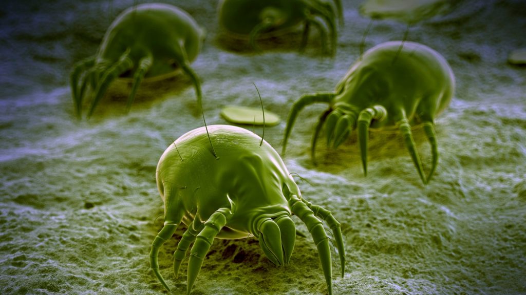 Does Sevin Dust Kill Mites