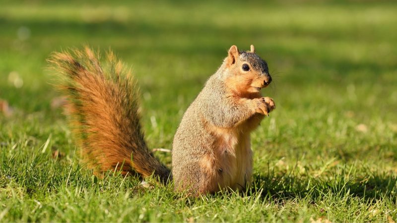 Eastern Fox Squirrels