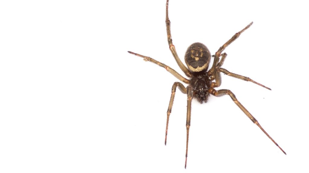 False Black Widow Spider Identification (1)
