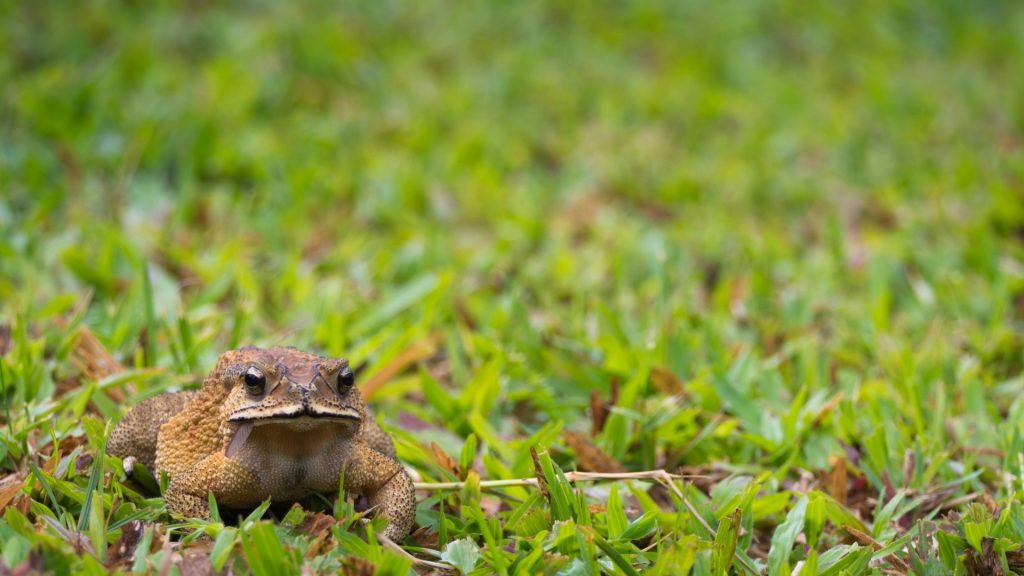 Get Rid of Pill Bugs in the Garden Naturally