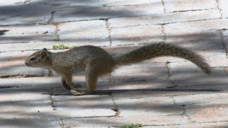 Ground Squirrels