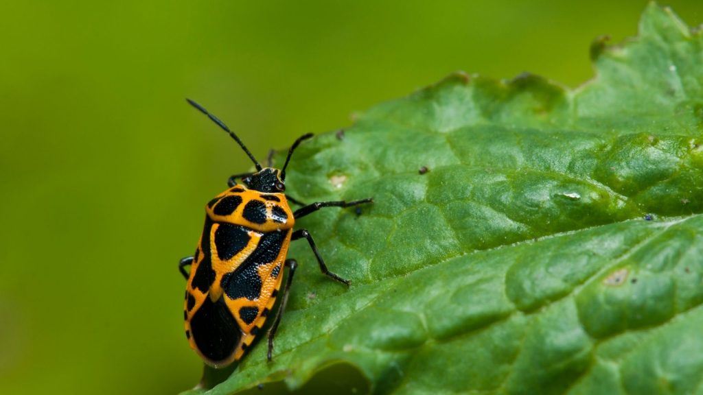 Hard Shell Bug That Looks Like a Tick