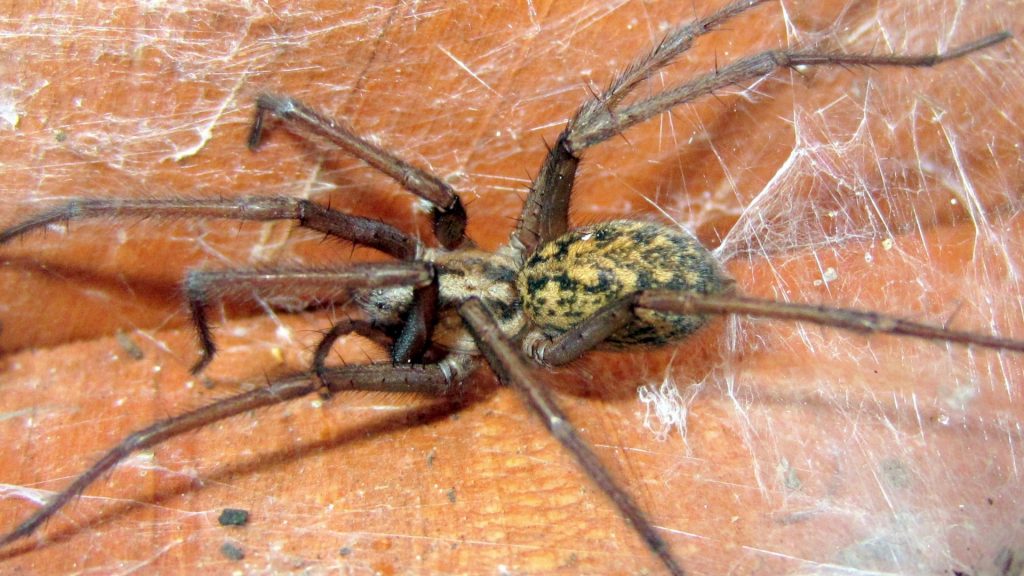 Hobo Spider Identification, Behavior and Control (1)