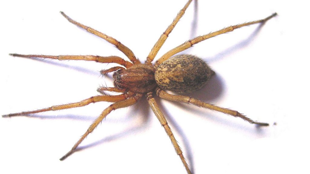 Hobo spider