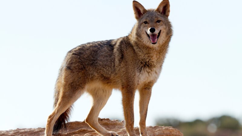 How Big Are Coyotes