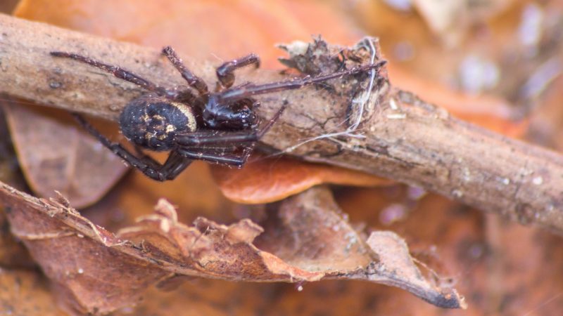 How Do You Get Rid of False Black Widow Spiders