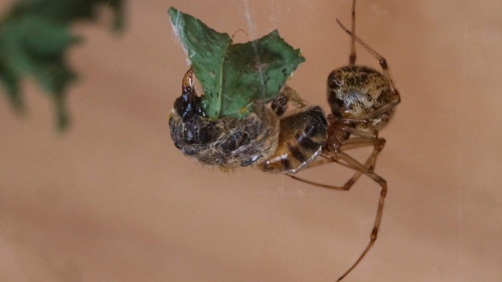 How Long Can a House Spider Live Without Food
