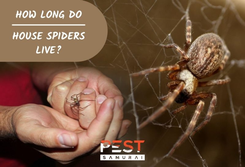 How Long Do House Spiders Live..
