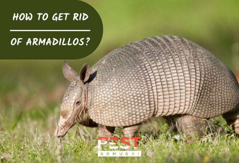 How To Get Rid of Armadillos